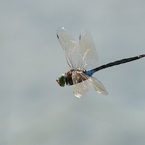 DSC04301a.JPG