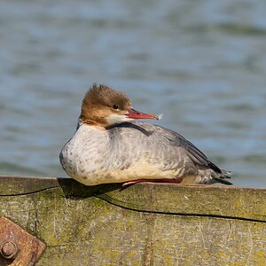 goosander 2025 7.jpg