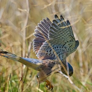 kestrel 2025 312.jpg