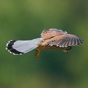 kestrel 2025 319.jpg