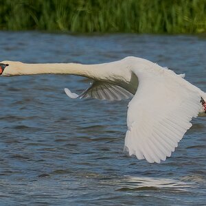 swan 2025 .jpg