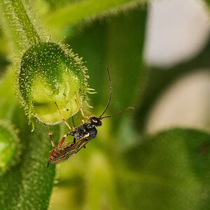 Exenterini Wasp - Longwood Gardens - 09202025 - 02 - DN.jpg