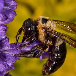 Eastern Carpenter Bee - Longwood Gardens - 09202025 - 01 - DN.jpg