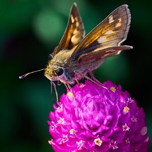 Northern Cloudywing - Longwood Gardens - 09202025 - 03 - DN.jpg