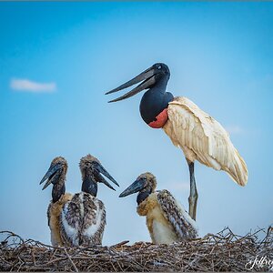 jabiru1.jpg