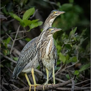 striatedheronpair1.jpg