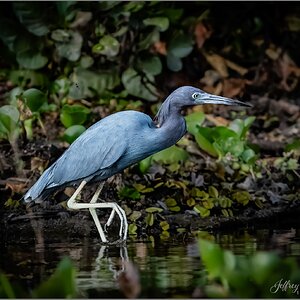 trueblueheron1.jpg
