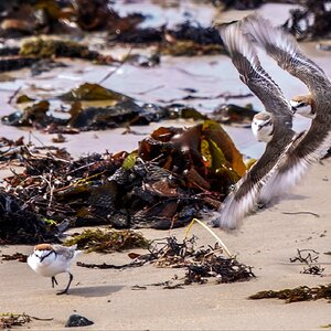 Plover 7-r.jpg