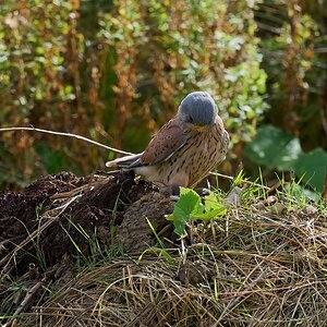 kestrel 2025 316.jpg