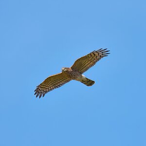 sparrow hawk 2025_24.jpg