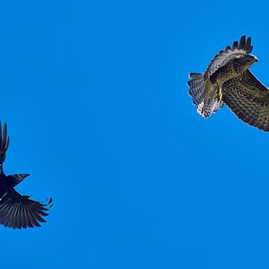 buzzard 2025_21.jpg