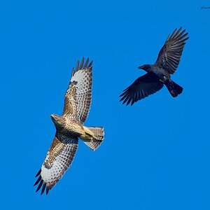 buzzard 2025 20.jpg