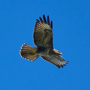 buzzard 2025 19.jpg