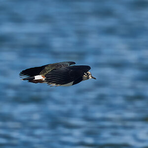 lapwing 2025_8.jpg