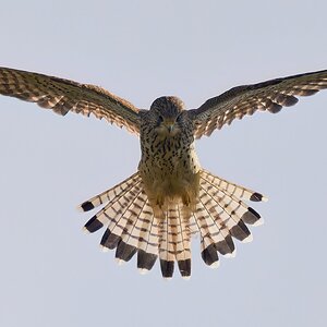 kestrel 2025 342.jpg
