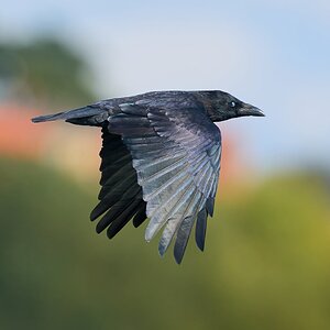 raven 2025 .jpg