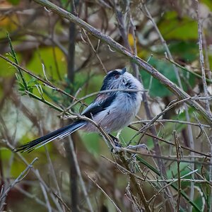 long tailed tit 2025_11.jpg