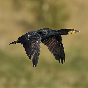 cormorant 2025_5.jpg