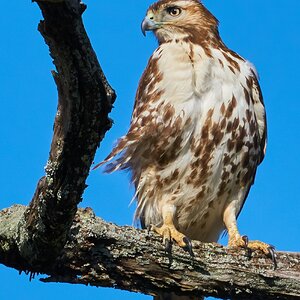 Red-tail Hawk - BCSP - 03312018 - 10.jpg