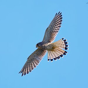 kestrel 2025 341.jpg