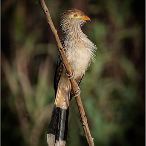 cuckoo1.jpg