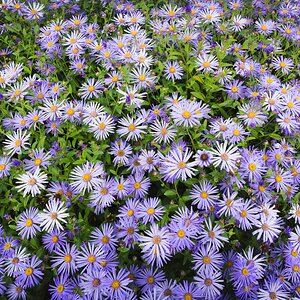Aster_greenwichpark_rosegarden-1.jpg