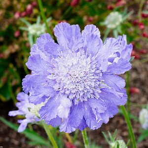pincushion-2.jpg