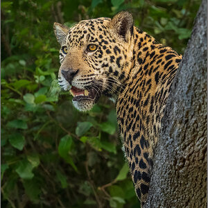 jaguarportrait2.jpg