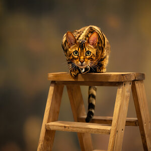 Bengal Cat-1.jpg