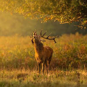Red Deer-3.jpg
