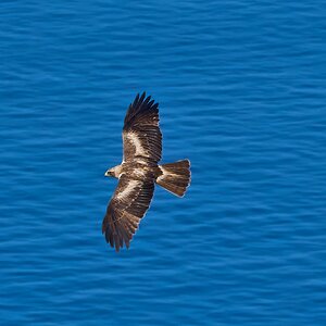 black kite 2025_12.jpg