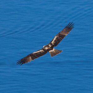 black kite 2025_11.jpg