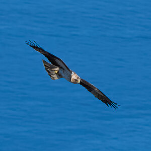 black kite 2025_10.jpg