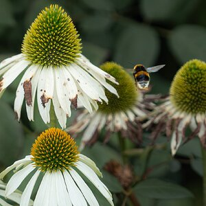 bee_in_rosegarden-1.jpg
