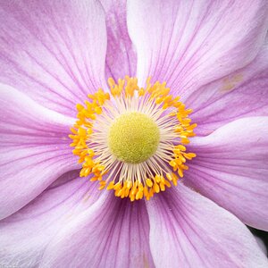 japanese_anemone-2.jpg