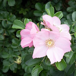 pink-1.jpg