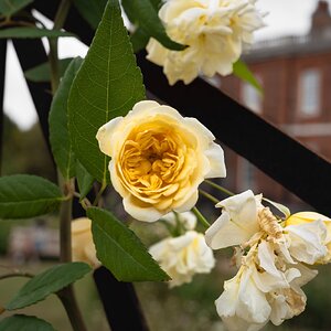 rose_garden-1.jpg