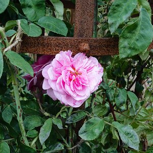 rose-1.jpg