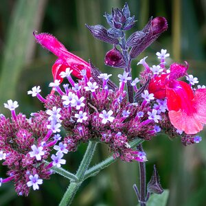 vervain-1.jpg