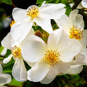 white-2.jpg