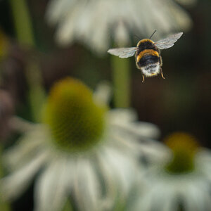 bee_in_rosegarden-2.jpg