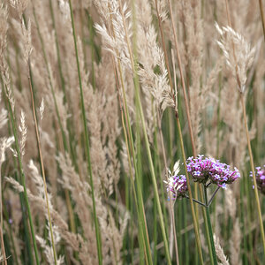 grasses-1.jpg