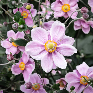 japanese_anemone-1.jpg