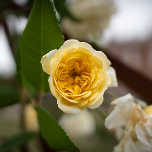 rose_garden-3.jpg