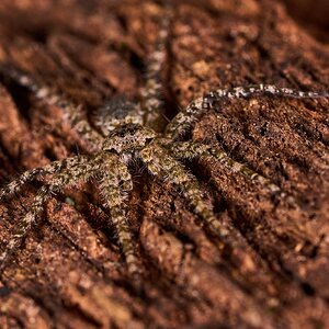White-Banded Fishing Spider - Arden Woods - 10052025 - 01.jpg