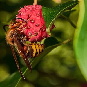 European Hornet - Tyler Arboretum - 101042025 - 01.jpg