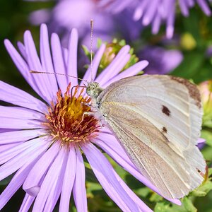 Cabbage White - Tyler Arboretum - 101042025 - 01.jpg