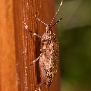 Spined Soldier Bug - Tyler Arboretum - 101042025 - 01.jpg
