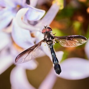 Cobalt Hover Fly - Tyler Arboretum - 101042025 - 01.jpg