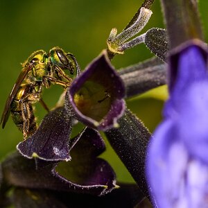 Golden Sweat Bee - Tyler Arboretum - 101042025 - 01.jpg